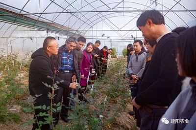 田間地頭的生動課堂 建陽區農技培訓“搬進”農業企業，賦能鄉村振興